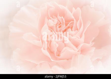 Bouquet de fleurs de Carnation rose sur fond rose clair. Filtre doux. Banque D'Images