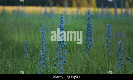 De magnifiques bluecloches qui poussent dans un pré vert. Créatif. Belles longues tiges avec beaucoup de fleurs bleues dans la prairie. Les fleurs bleues s'élèvent au-dessus de l'herbe verte o Banque D'Images