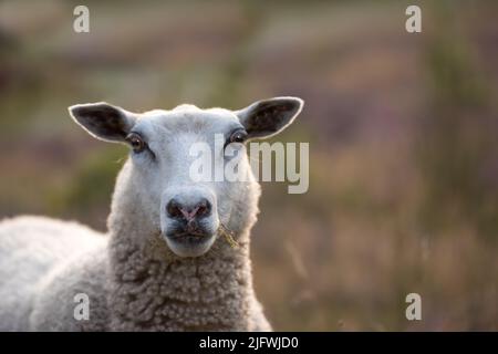 Moutons broutant dans un pré de bruyère pendant le coucher du soleil dans le parc national de Rebild, Danemark. Un mouton tout doux marchant et mangeant de l'herbe sur un champ en fleurs ou un Banque D'Images