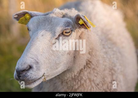 Portrait d'un mouton dans un pré de bruyère au coucher du soleil dans le parc national de Rebild, Danemark. Gros plan d'un mouton tout doux debout ou marchant sur une fleur Banque D'Images