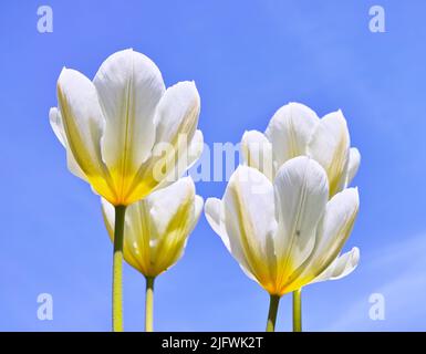 Tulipes en fleur un jour chaud d'été. La croissance saisonnière encourage le changement et symbolise les opportunités, l'endurance et le succès. Fleurs de saison Banque D'Images