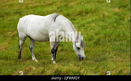 Un beau cheval blanc paître sur un pâturage vert luxuriant à l'extérieur sur une ferme ou un ranch. Un animal debout sur les terres agricoles par beau temps. Un cheval tranquille Banque D'Images