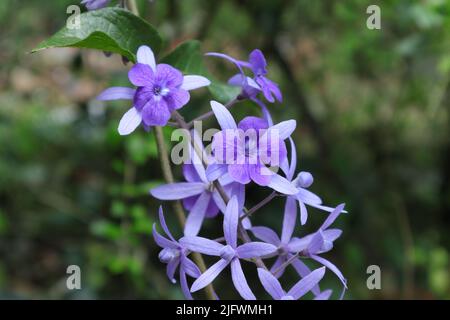 Fleurs et bourgeons de couleur violette d'une vigne de couronne de la Reine (Petrea Volubilis) Banque D'Images