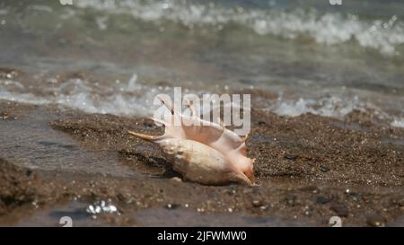 Coquillages dans la zone de surf sur fond vagues de mer. Shell of Spider Conch (Lambis lambis) dans le littoral. Mer rouge, Égypte Banque D'Images