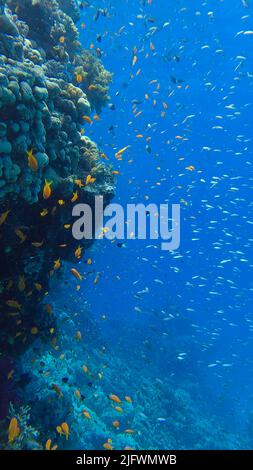 Les poissons tropicaux colorés nachent sur le récif de corail sur fond bleu. La vie sous-marine dans l'océan. Chrome arabe (Chromis flavaxilla) et LyRetail A Banque D'Images