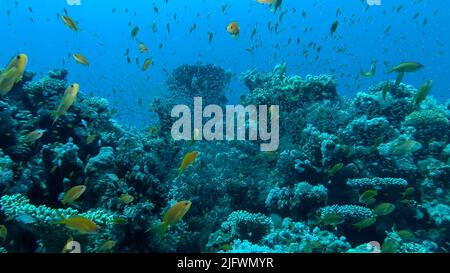 L'école massive de LyRetail Anthhias (Pseudanthias squamipinnis) et de GlassFish se balaie près du récif corallien. La vie sous-marine sur le récif de corail dans l'océan. Rouge se Banque D'Images