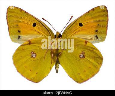 Colias croceus ou papillon jaune opaque (Colias crocea) isolé sur fond blanc et vu de dessous Banque D'Images