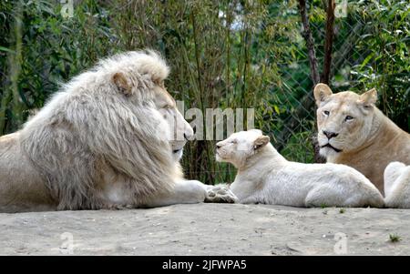 La famille des lions blancs (Panthera leo) est située sur un sol sablonneux Banque D'Images