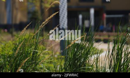 Gros plan de verdure dans un bâtiment résidentiel. Films. Aménagement paysager de zones résidentielles et de complexes. Belle verdure sur fond flou W Banque D'Images