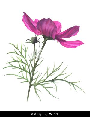 Fleur COSMOS dessinée à la main dans l'aquarelle. Élément floral pour des projets créatifs, des cartes, des invitations, des motifs, des emballages Banque D'Images