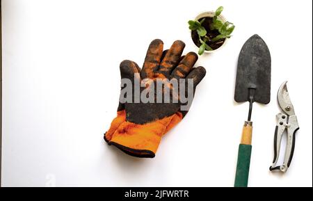 Gants orange à côté des outils de jardin et une petite plantule sur une table blanche Banque D'Images