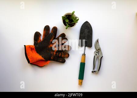 Gants orange à côté des outils de jardin et une petite plantule sur une table blanche Banque D'Images