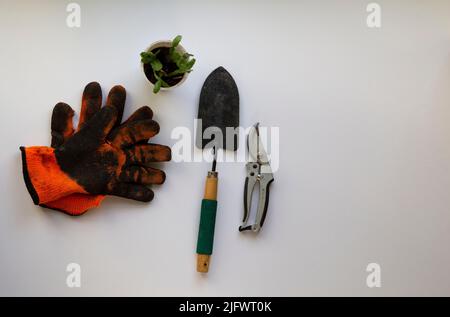 Gants orange à côté des outils de jardin et une petite plantule sur une table blanche Banque D'Images