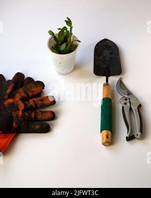 Gants orange à côté des outils de jardin et une petite plantule sur une table blanche Banque D'Images