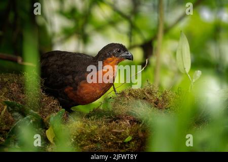 Caille de bois à dos foncé - Odontophorus melanonotus espèces d'oiseaux de la famille des Odontophoridae, la caille du Nouveau monde, que l'on trouve en Colombie et en Equateur Banque D'Images