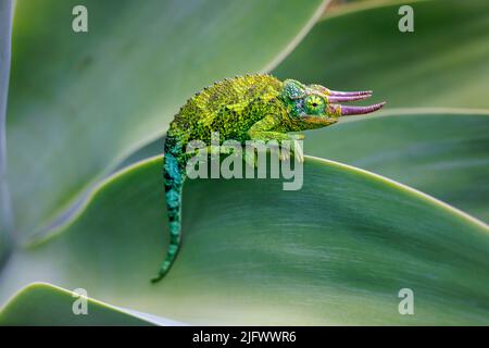 Un homme Jackson's Chameleon, Chamaeleo jacksoni, Maui, Hawaii. Cette espèce est indigène de l'Est de l'Afrique. Banque D'Images