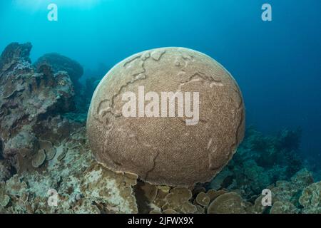 Il s'agit d'une image composite numérique conceptuelle du globe gravée sur une tête sous-marine de corail cérébral tropical. Concept de protection de l'environnement. Banque D'Images