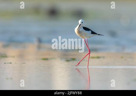 Pilotis à ailes noires dans l'eau, Eker, Bahreïn Banque D'Images