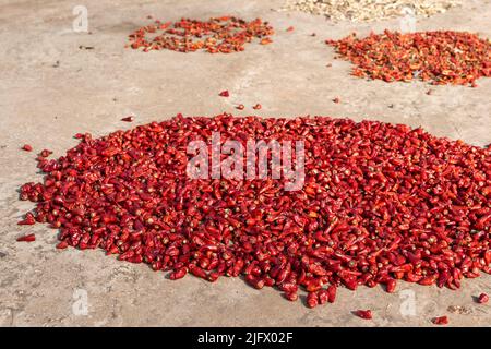 Piments rouges, vue rapprochée des piments rouges séchés au soleil Banque D'Images