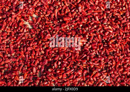 Piments rouges, vue rapprochée des piments rouges séchés au soleil Banque D'Images