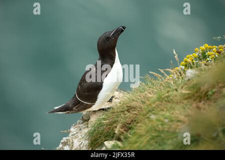 Razorbill à Summertime. Nom scientifique: ALCA torda. Razorbill adulte perché sur un éperon rocheux avec tête et bec élevés à Bempton Cliffs, y est Banque D'Images