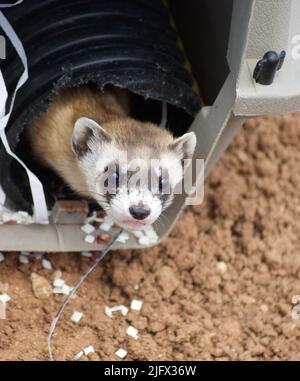 Déverrouillage de la burette à pied noir. Mustela nigripes. Un furet à pieds noirs en voie de disparition qui a été libéré sur un terrain privé à Espee Ranch, Arizona, États-Unis, dans le cadre d'un effort de rétablissement collaboratif des espèces. Ces furets dépendent des chiens de prairie pour la nourriture, mais la peste sylvatique menace de nombreuses colonies de chiens de prairie aux États-Unis. L'USGS teste un vaccin oral de peste sylvatique pour les chiens de prairie, qui pourrait aider à soutenir des populations de proies de furet à pieds noirs.Credit: T.Rocke / USGS. Banque D'Images