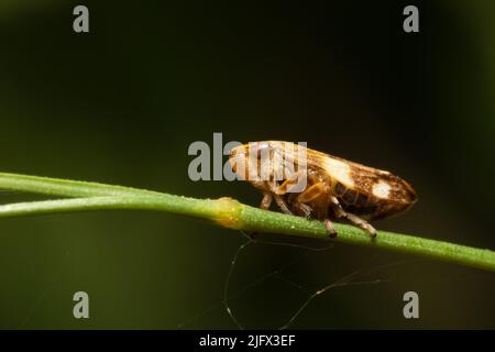 Anoscopus albifrons, qui est un type de trémie de la famille des Cicatellidae, perche sur une tige d'herbe. Banque D'Images