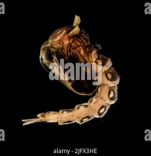 Briquet à base de moustique frais. Une fois que les œufs de moustique éclosent dans l'eau, ils deviennent des larves de moustique, puis des pupes. Les moustiques appartiennent à un groupe de près de 3 600 espèces de petites mouches de la famille des Culicidae. Le mot 'mosquito' est espagnol et portugais pour 'Little Fly.' Crédit : USGS Banque D'Images