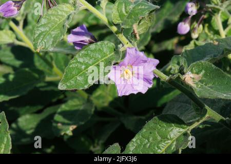 Inflorescences d'umbel de cymose à fleurs violettes de Chaparral Nightshade, Solanum Xanti, un sous-arbuste indigène dans les montagnes de Santa Monica, en hiver. Banque D'Images