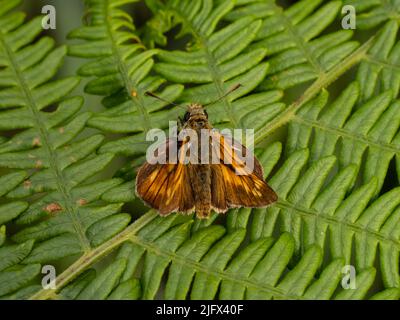 Un grand papillon de skipper, Ochlodes sylvanus, reposant sur une feuille saumâtre. Banque D'Images