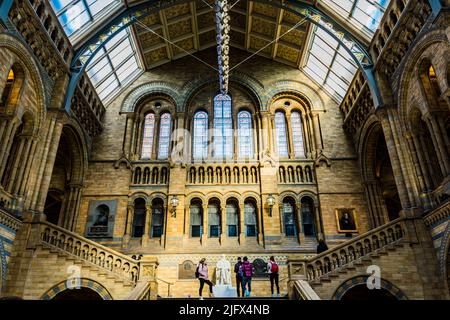 Escaliers de Hintze Hall. whale skelton, surnommé Hope, dans le Hintze Hall. Musée d'Histoire naturelle. Kensington & Chelsea, Londres, Royaume-Uni, Europe Banque D'Images