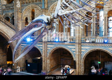 whale skelton, surnommé Hope, dans le Hintze Hall. Musée d'Histoire naturelle. Kensington & Chelsea, Londres, Royaume-Uni, Europe Banque D'Images