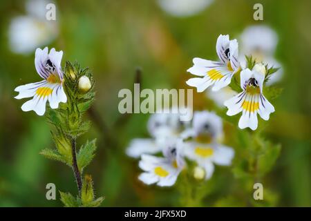 Petit glow sauvage ou oculaire - Euphrasia rostkoviana - fleurs poussant sur la prairie d'été, gros plan macro détail Banque D'Images