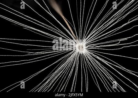 Pissenlit blanc - espèces de Taraxacum - graines de tête, fibre de pappus blanc avec barbes gros plan sur fond noir. Détail du microscope, largeur de l'image 9mm Banque D'Images