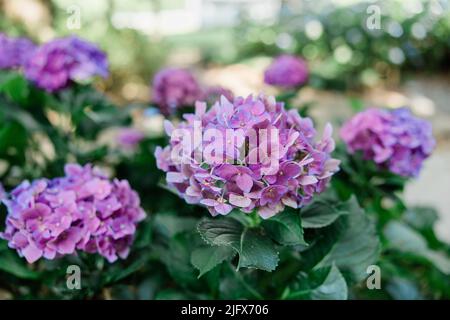 Fleurs roses et violettes fleuries sur un grand buisson d'hortensia en été Banque D'Images