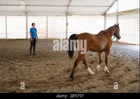 Cheval de baie obéissant marchant sur le sable près de la jeune brunette pendant l'entraînement dans l'arène sur le ranch Banque D'Images