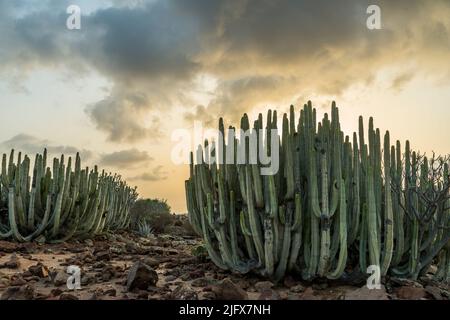 Euphorbia canariensis, communément connu sous le nom de l'île des Canaries, Hercules club ou en espagnol cardón. Banque D'Images