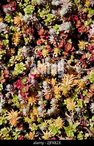 Plantes succulentes à couverture végétale multicolore au centre de jardin de Lakewood, Ohio, en mai 2022 Banque D'Images