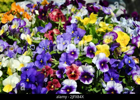 Pansies au centre de jardin de Lakewood, Ohio, en mai 2022 Banque D'Images