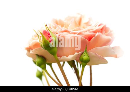 Fleur rose et bourgeons isolés sur fond blanc, photo macro de la tête de fleur cultivée avec un foyer sélectif doux Banque D'Images