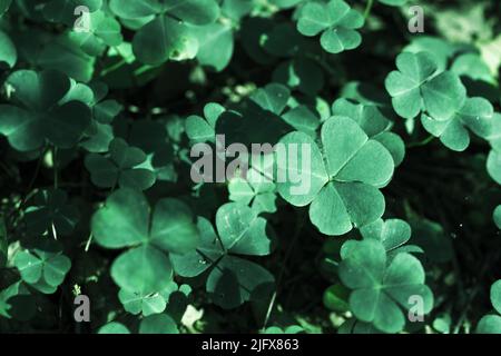 Feuilles vertes de Wild Oxalis, photo en gros plan prise dans la forêt européenne, fond naturel Banque D'Images