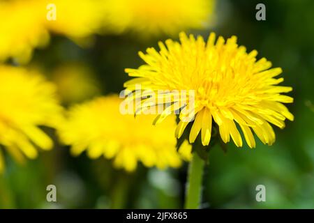 Fleur de pissenlit jaune. Photo macro avec mise au point douce sélective prise lors d'une journée ensoleillée d'été Banque D'Images