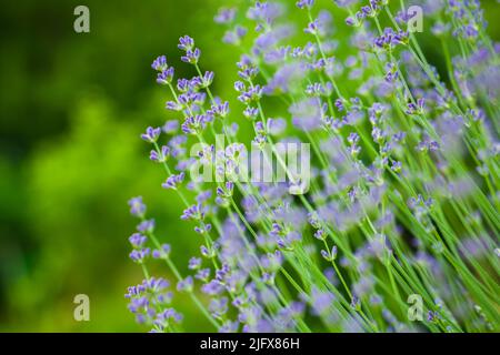 Lavande en fleurs photo naturelle en extérieur prise lors d'un jour d'été, fleurs violettes photo macro. Arrière-plan rapproché avec mise au point douce sélective Banque D'Images