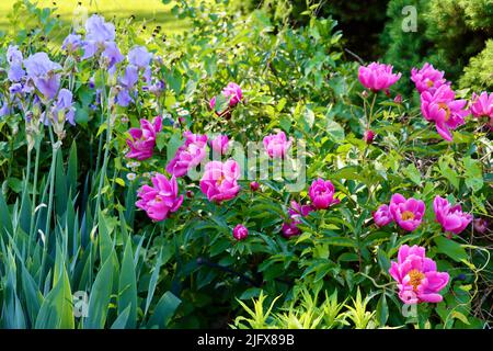 Pivoines et iris en fleur à Lakewood, Ohio, en mai 2022 Banque D'Images