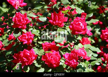 Roses rouges dans un jardin de Lakewood, Ohio, en mai 2022 Banque D'Images