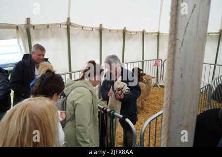 Exeter, Royaume-Uni - juillet 2022 : exposition PET Huacaya alpacas ( Lama pacos) au Devon County Show Banque D'Images
