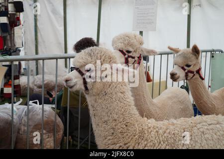 Exeter, Royaume-Uni - juillet 2022 : exposition PET Huacaya alpacas ( Lama pacos) au Devon County Show Banque D'Images