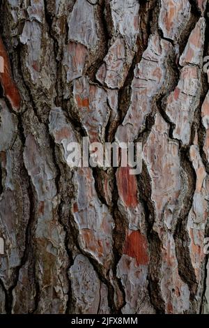 Écorce de pin. Arrière-plan ECO. Vue rapprochée. Banque D'Images