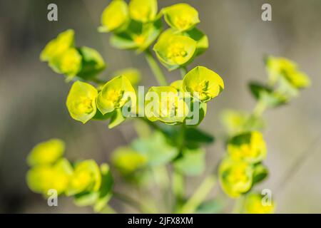 Euphorbia segetalis, le gerbe de grainfield, est une espèce d'herbe de la famille des Euphorbiaceae. Banque D'Images