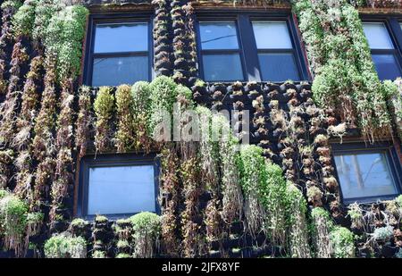 Mur recouvert de plantes à Ohio City, Cleveland, Ohio, en mai 2022 Banque D'Images